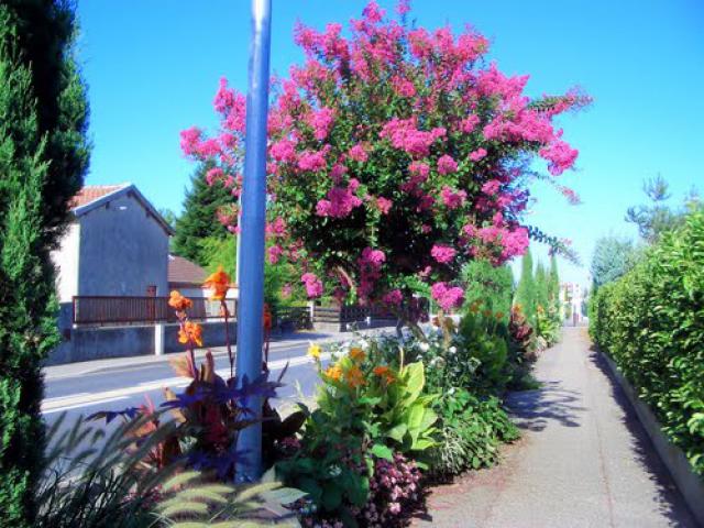 Massif Fleuri à Chassieu ( bravo les jardiniers )