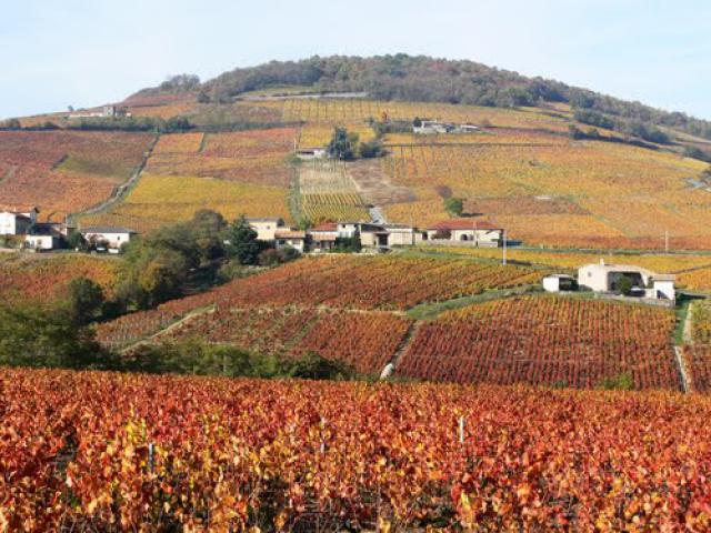 Vignobles du Mont Brouilly - Beaujolais (Rhône)