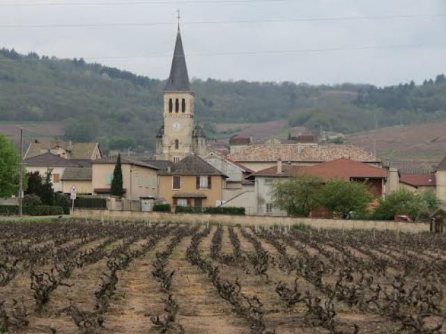 Les vignes de Romanèche