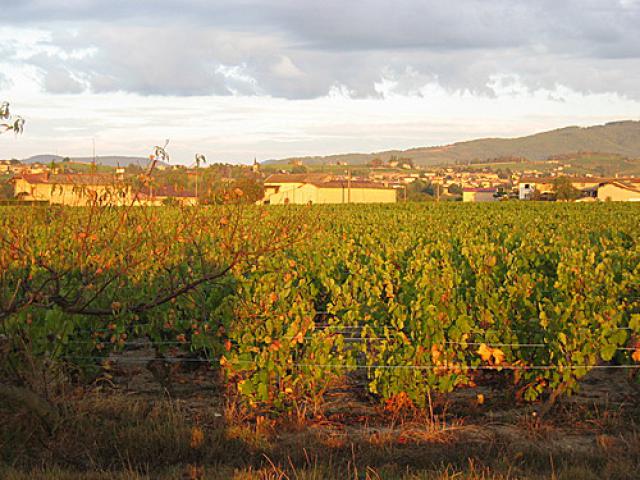 Ville Morgon during Vendange 2005