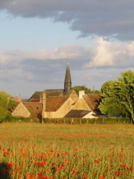 coquelicots