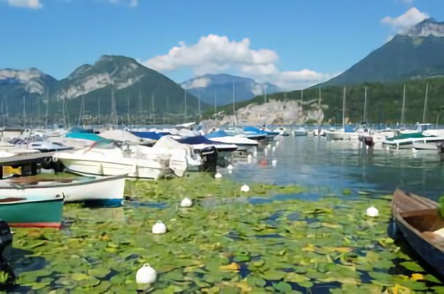Les lotus au milieu des flotteurs, ou vice-versa!