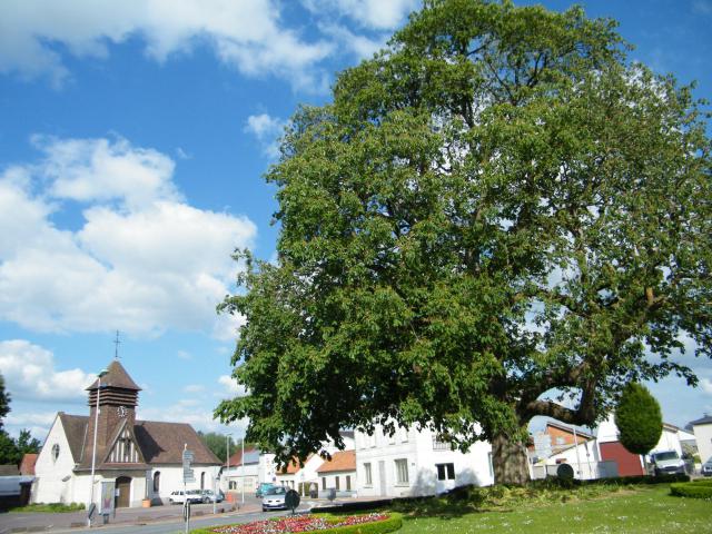 L'église et la marronnier du rond-point à Incheville.