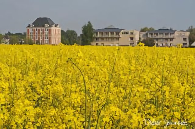 Champs de Colza à Moissy-Cramayel ( Seine & Marne )