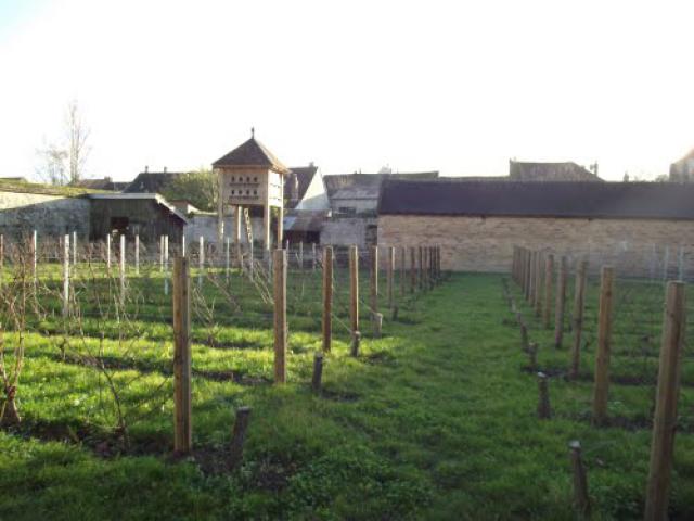 Le vigne