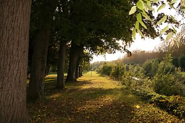 L'ile olive
