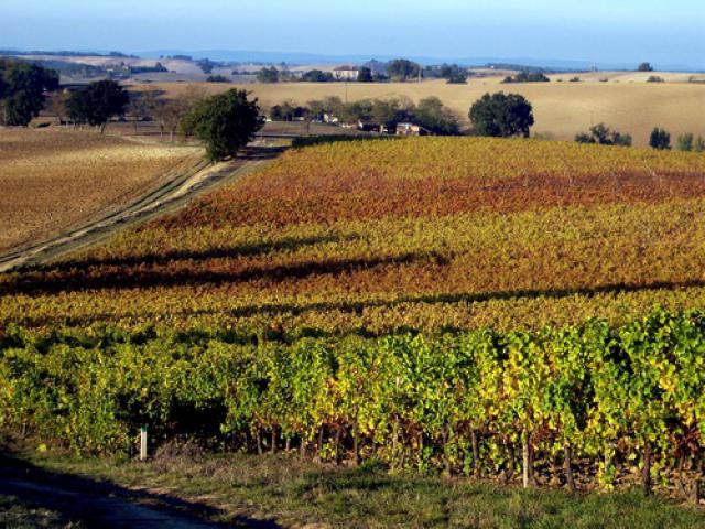 Les vignobles de RABASTENS.