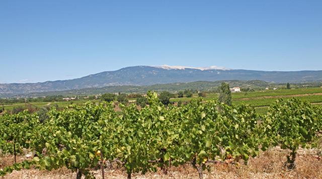 Le mont Ventoux (vu depuis le sud) par dessus les vignes de la plaine de la commune de Mazan (France), entre Mazan et Saint Didier par la…