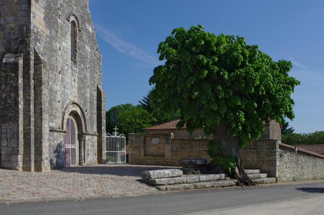 Eglise Saint-Pierre et tilleul dit "de Sully", Saint-Pierre-d'Exideuil, Vienne, France.