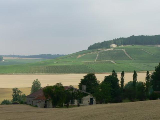 Paysages de Champagne en été