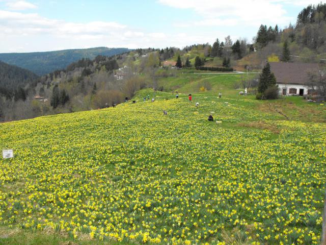 Cueillette des jonquilles au Bas-Rupts.