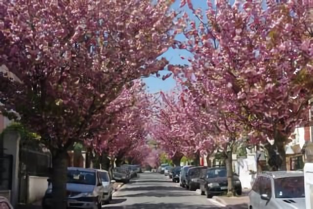 Rue fleurie en rose.