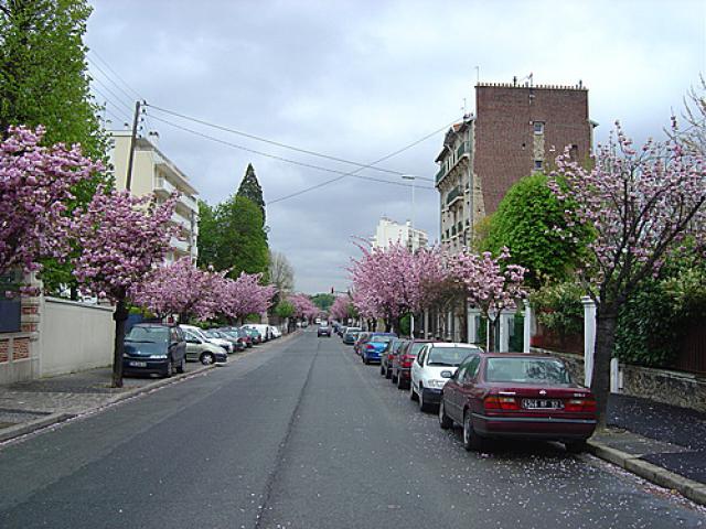 the avenue was an explosion of blossoms, they cut off these trees, vandals, and replaced them by very sad and ordinary pear-trees