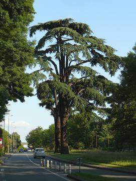 Les cèdres de Villebon (forêt de Meudon, Hauts-de-Seine, France)