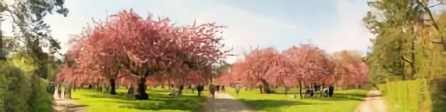 Sous les cerisiers en fleur - 花見 - Parc de Sceaux