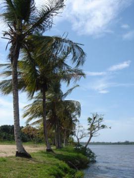 [ n_lorito ] La orilla. Rivière de Mana, Guayana Francesa