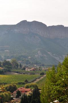 Vineyard in the French wine growing region of Cassis in Provence.