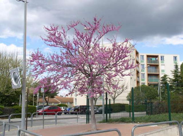 ARBRE DE JUDEE