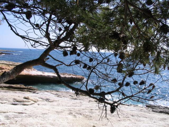 Les pignes et la mer