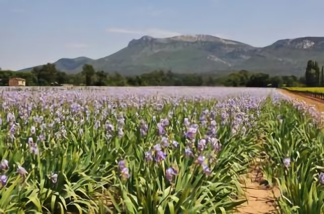 Mont Aurélien