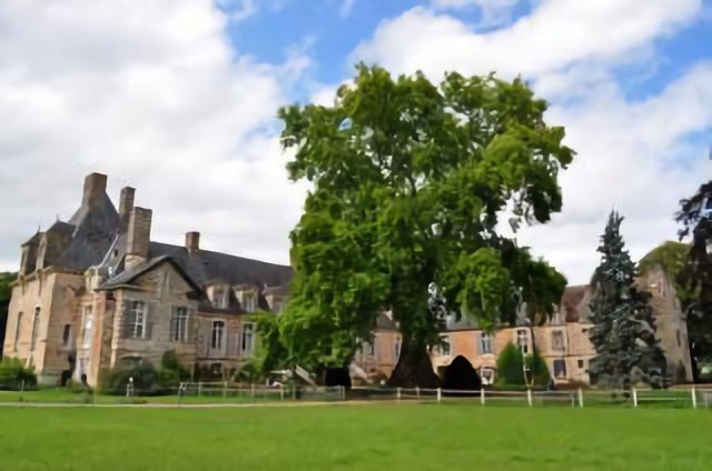 Platane d’orient « platanus orientalis », château le Kinnor - II