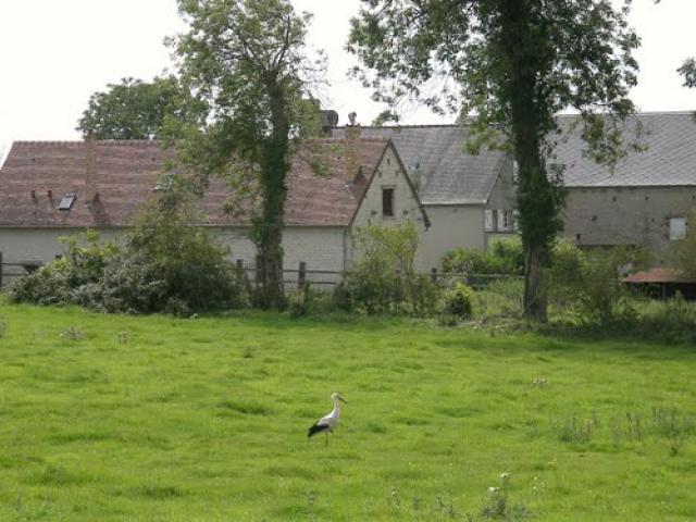Cigogne à l'affut