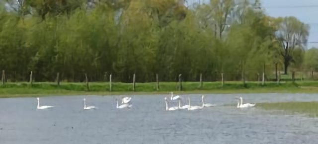 Le Lac des Cygnes