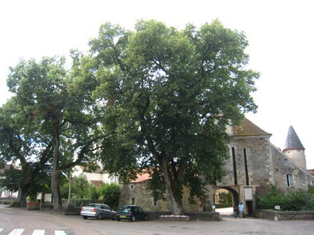 Grands chênes.