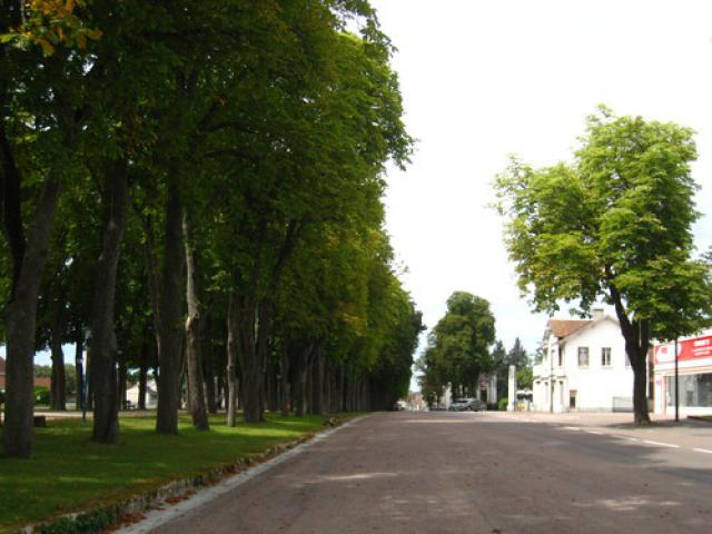 Alignement d'arbres.