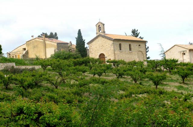 église et abricotiers à Bésignan