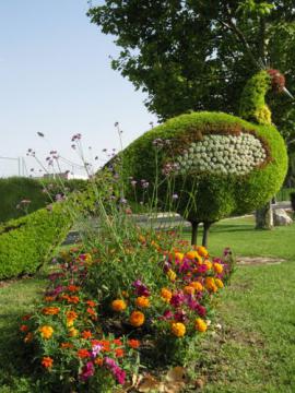 Paon vegetal